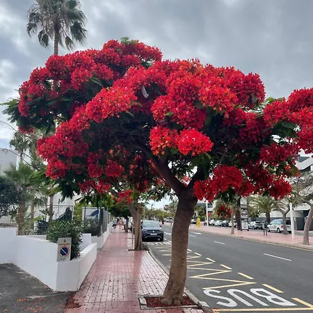 Lejlighedshotel Yucca Fanabe Costa Adeje (Tenerife)