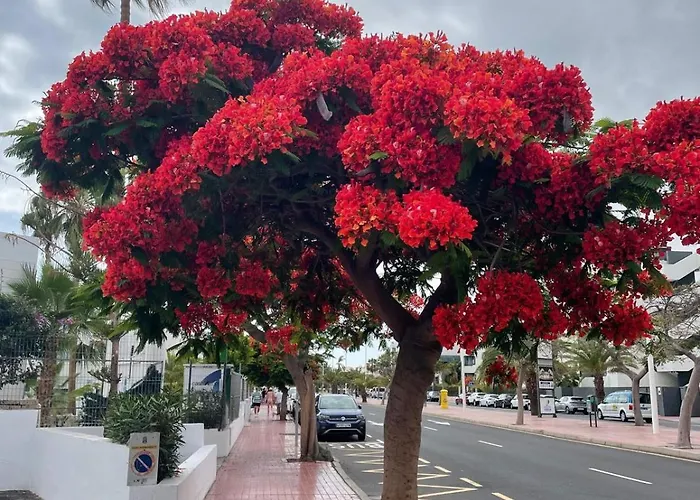 Apartahotel Yucca Fanabe Costa Adeje (Tenerife)